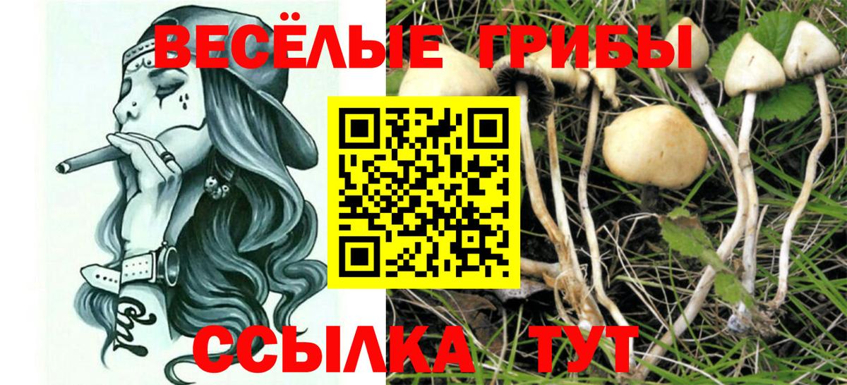 Котельники  купить наркотик  Вход с VPN  Галлюциногенные грибы Cubensis 